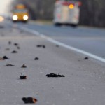 Misteriosa muerte de aves y peces en todo el mundo