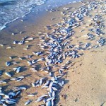 Misteriosa muerte de aves y peces en todo el mundo