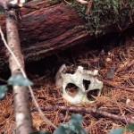 Aokigahara, el bosque maldito