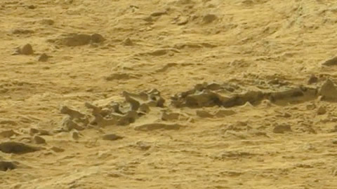 ¿Se encontraron vértebras en Marte?