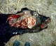 La verdad sobre las Vacas Mutiladas y los OVNIs La verdad sobre las Vacas Mutiladas y los OVNIs
